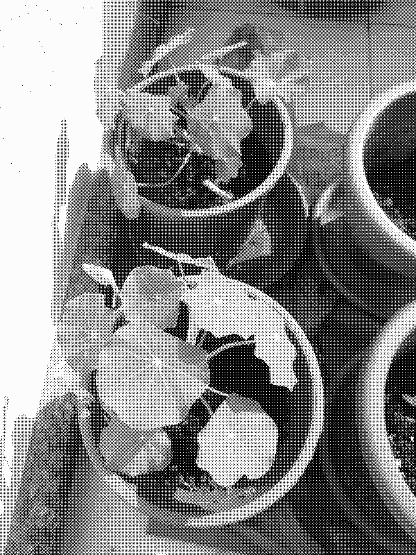 Capuchina with one bud