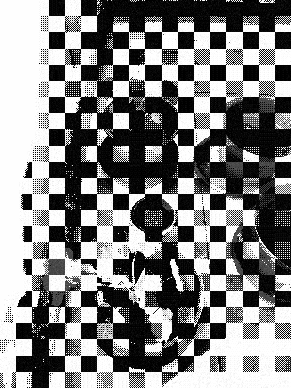 Capuchina with one flower and another without any