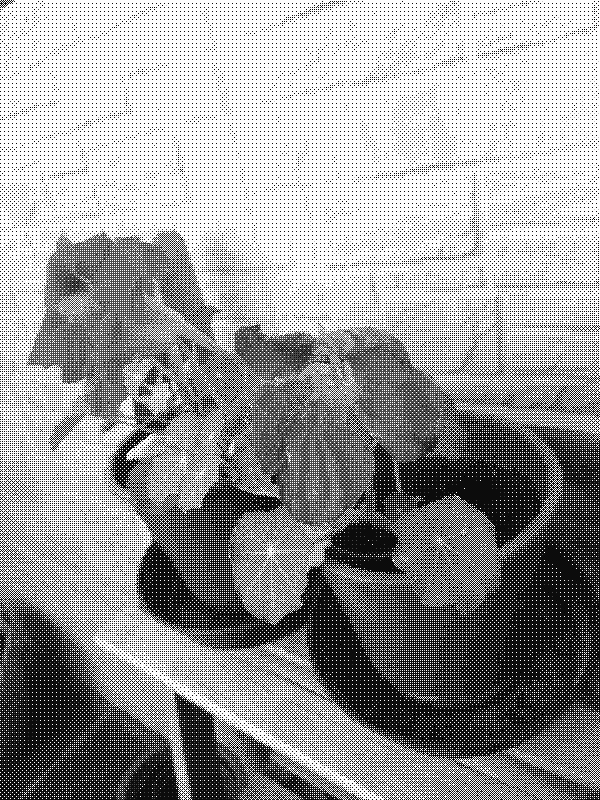 One wilted capuchina and a healthy one