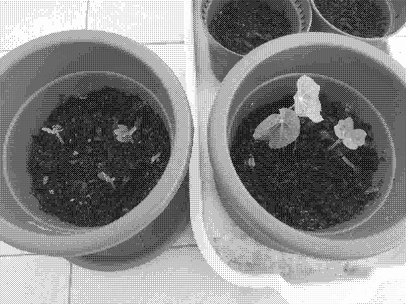 Capuchina sprouts in two pots