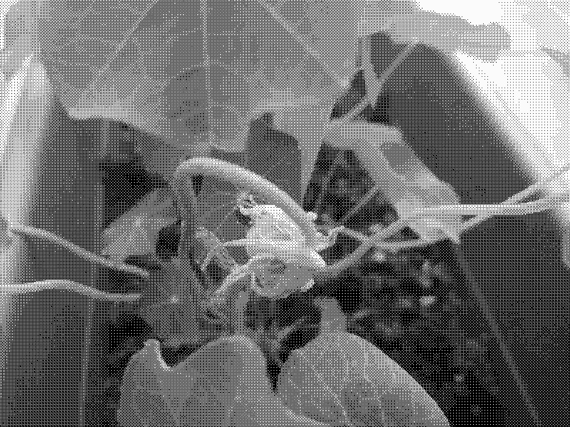 Capuchina flower producing seeds