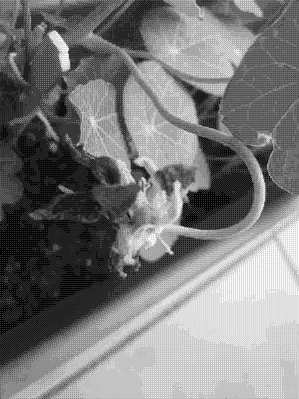 Capuchina flower producing seeds